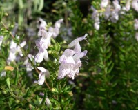 clinopodium georgianun narrow2.jpg